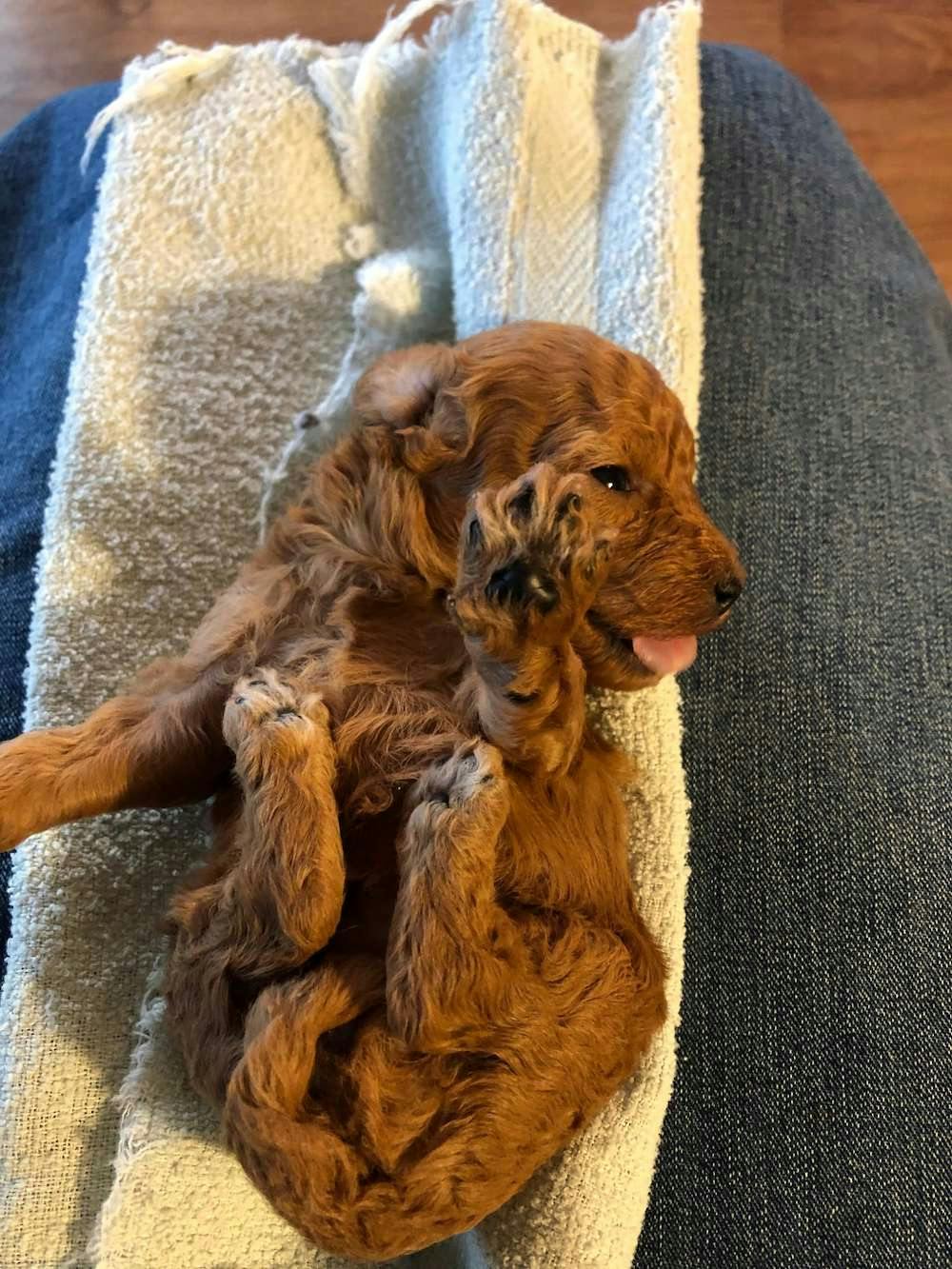 Puppy Red Toy Poodle